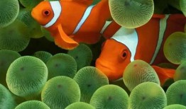 爆料小丑鱼视频大全最新